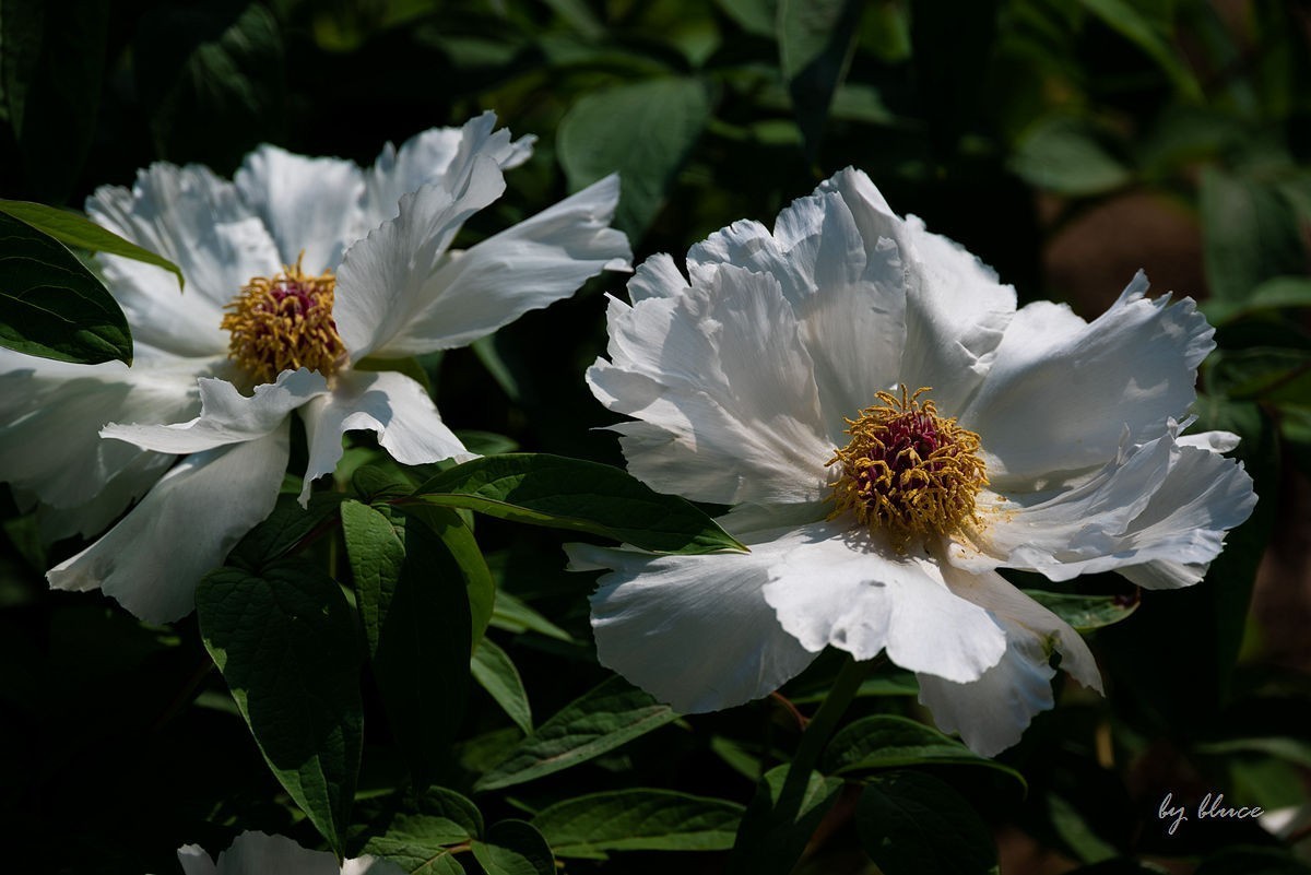 苏州植物园掠影（3）