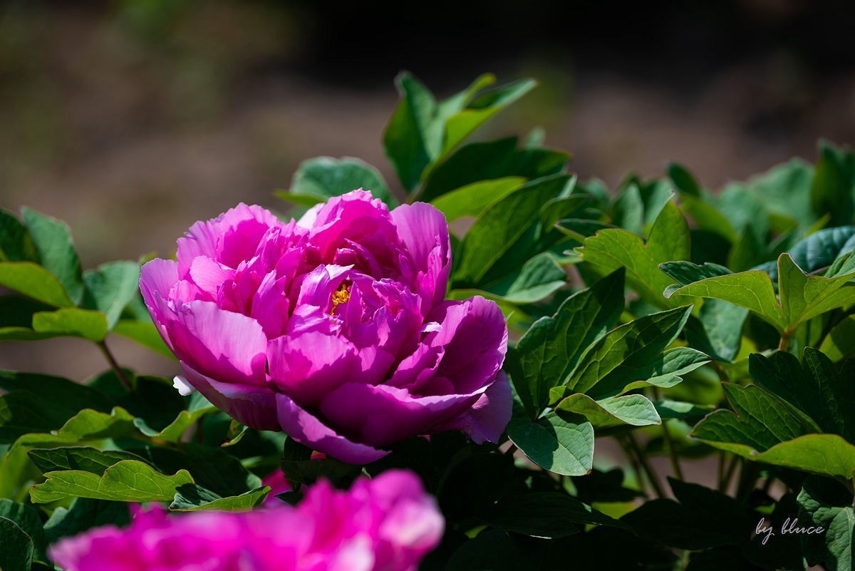 苏州植物园掠影（3）