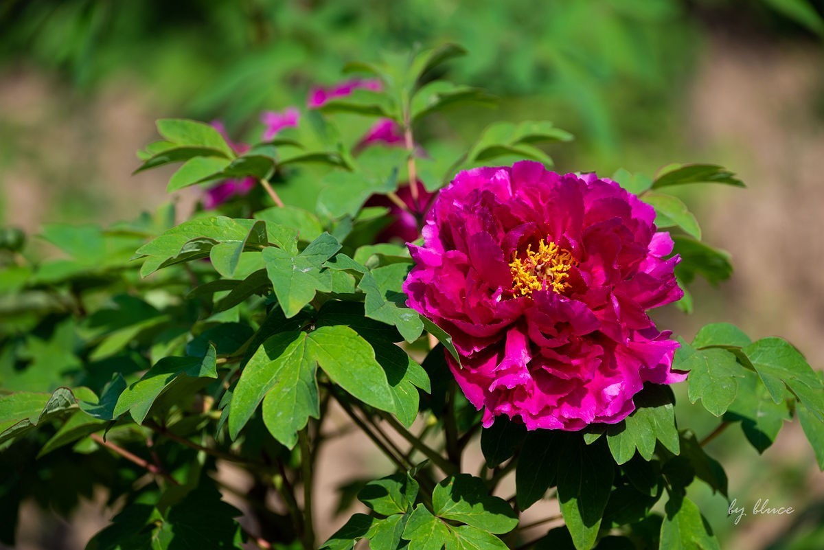 苏州植物园掠影（3）