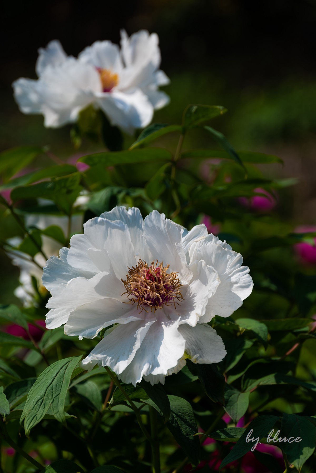 苏州植物园掠影（3）