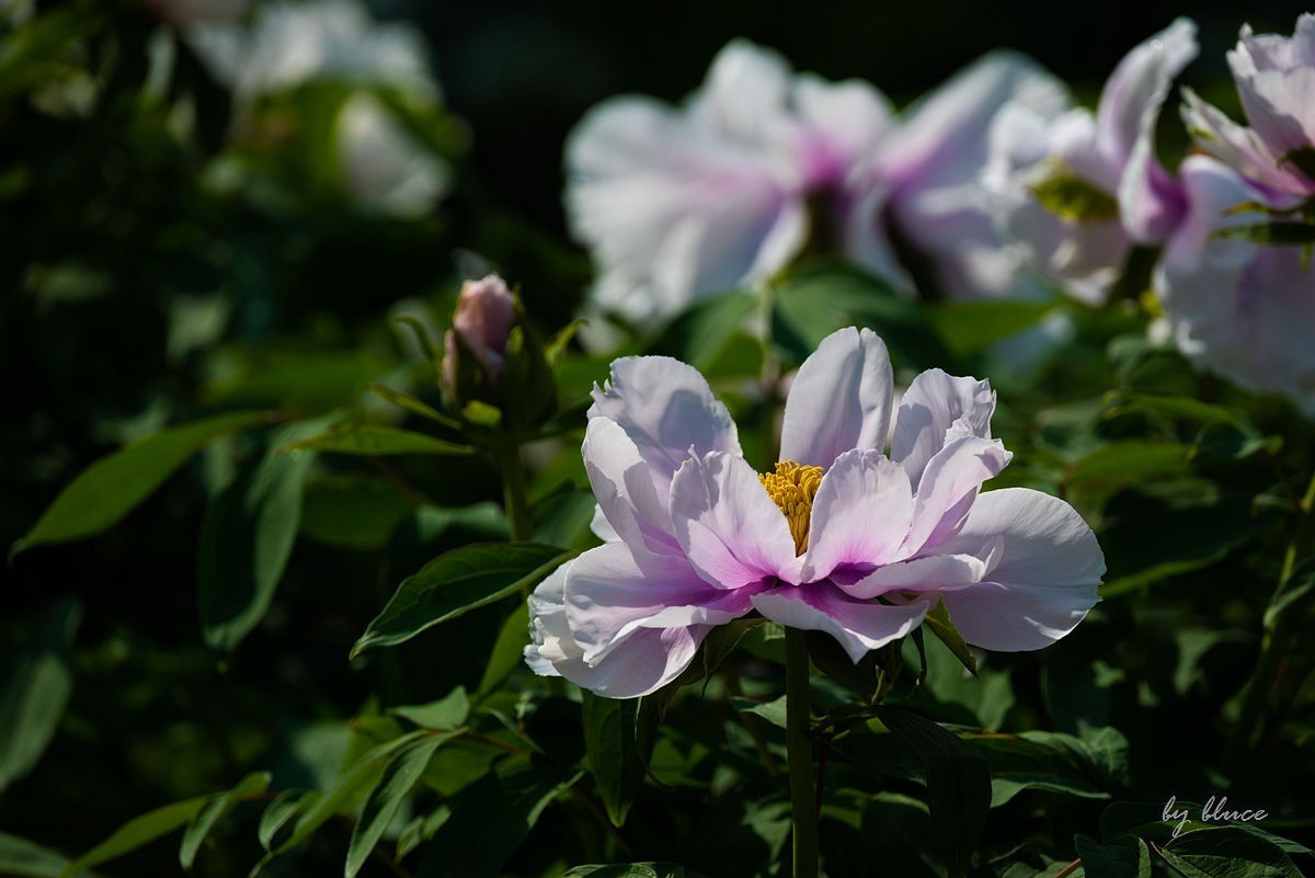 苏州植物园掠影（3）