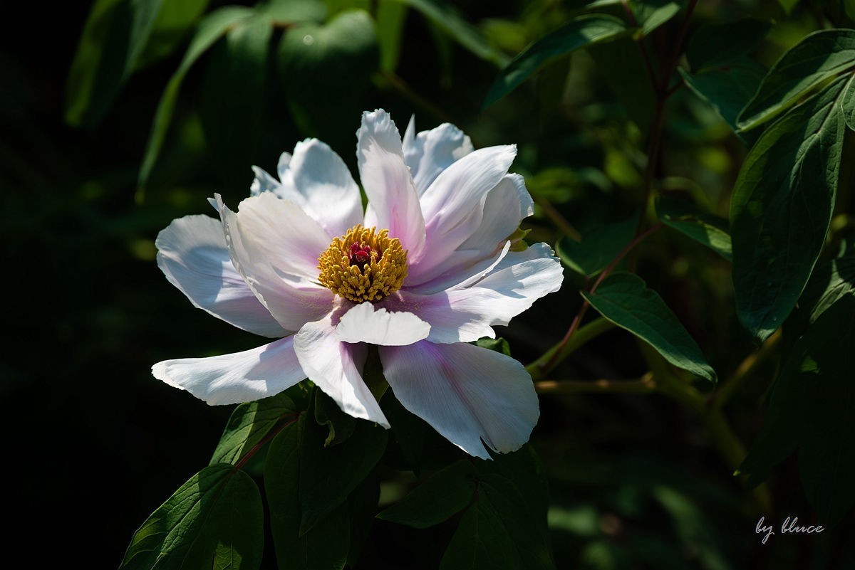 苏州植物园掠影（3）