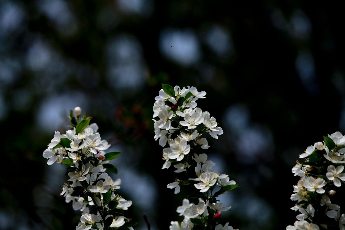 随拍——春花（二）