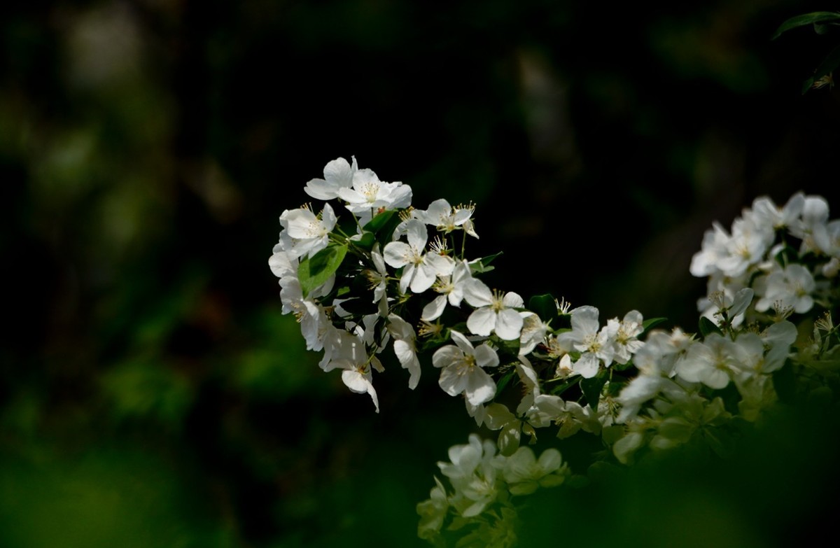 随拍——春花（二）