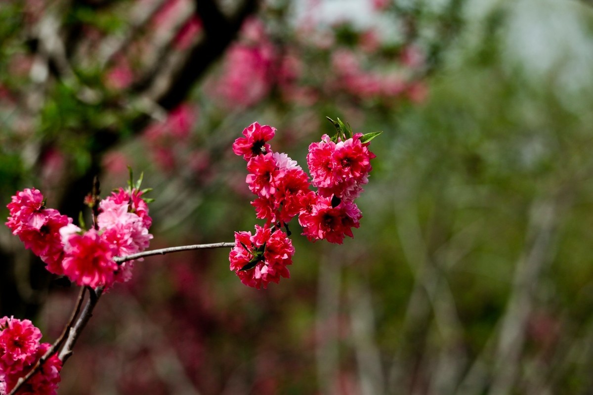 随拍——春花（二）
