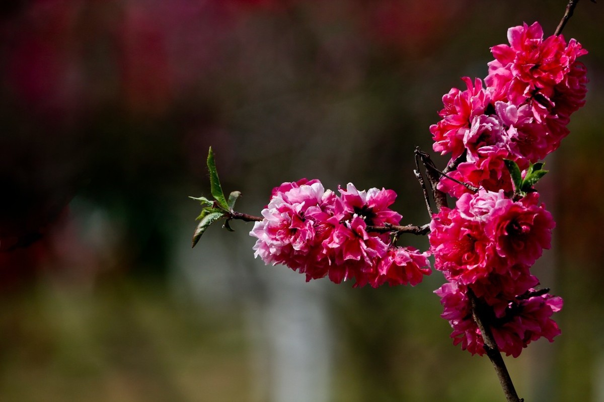 随拍——春花（二）