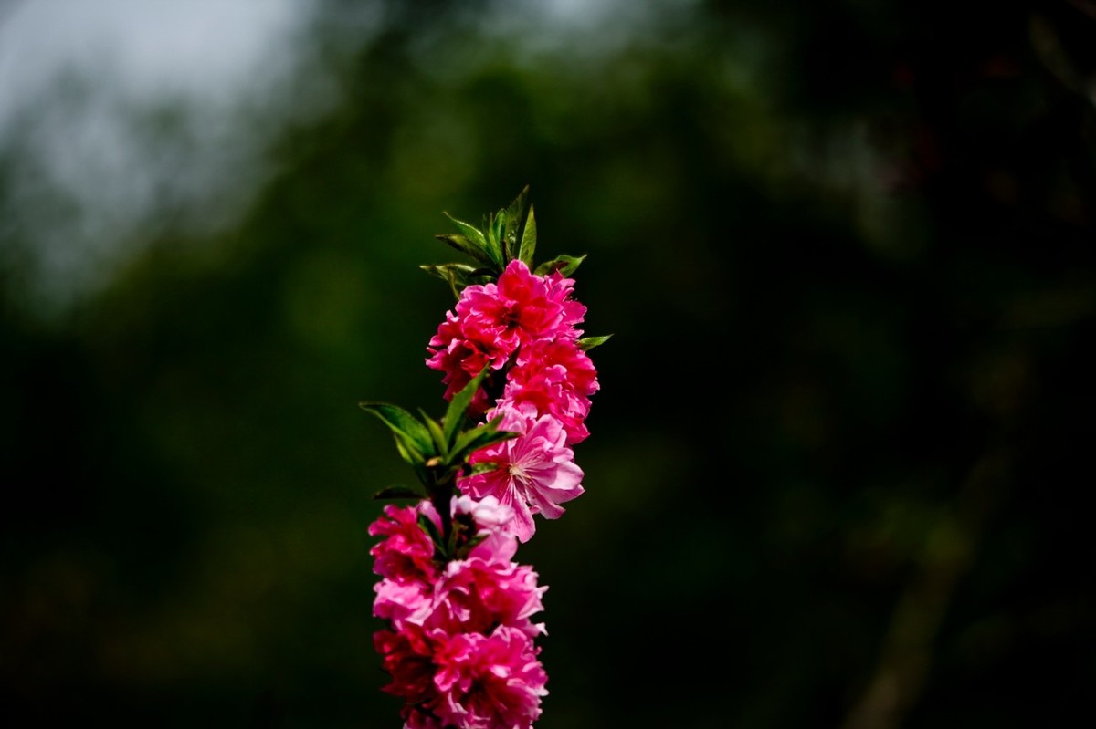 随拍——春花（二）