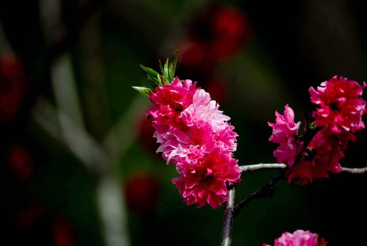 随拍——春花（二）
