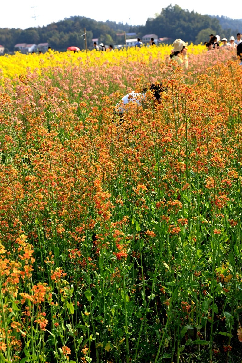 彩色油茶花[隆平水作公园]----5