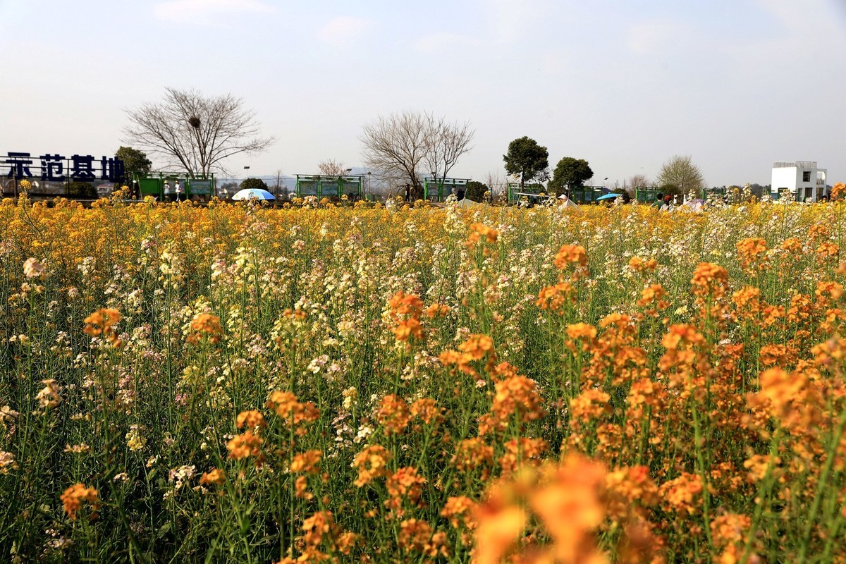 彩色油茶花[隆平水作公园]----5