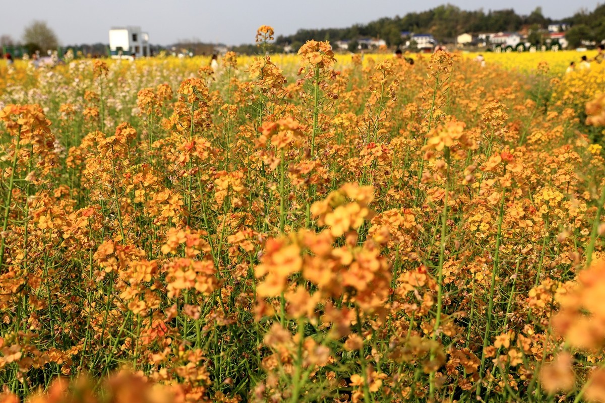 彩色油茶花[隆平水作公园]----5