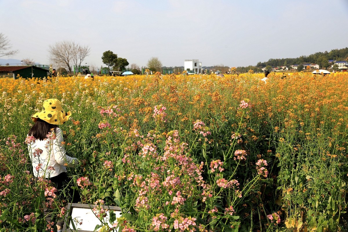 彩色油茶花[隆平水作公园]----5