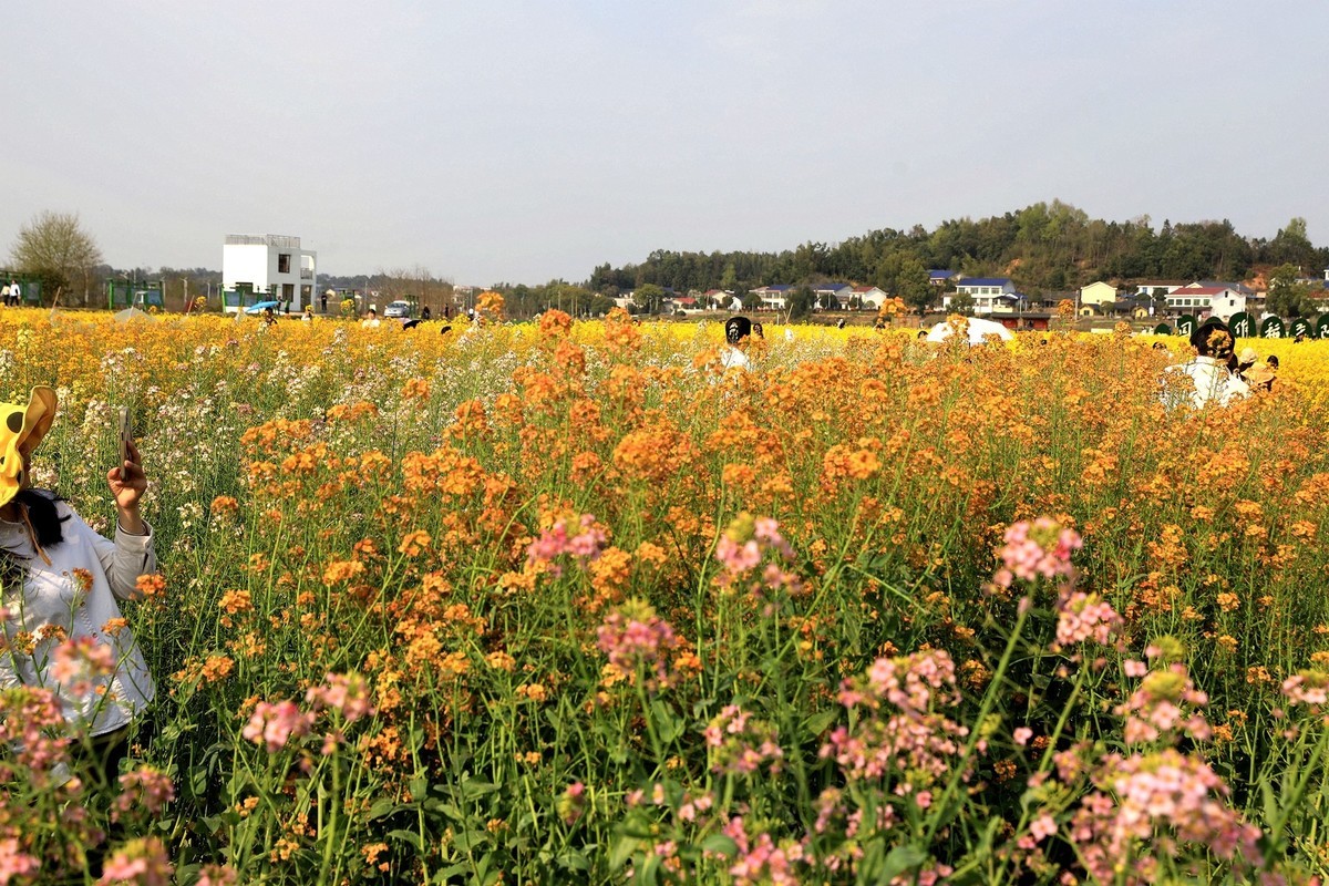 彩色油茶花[隆平水作公园]----5
