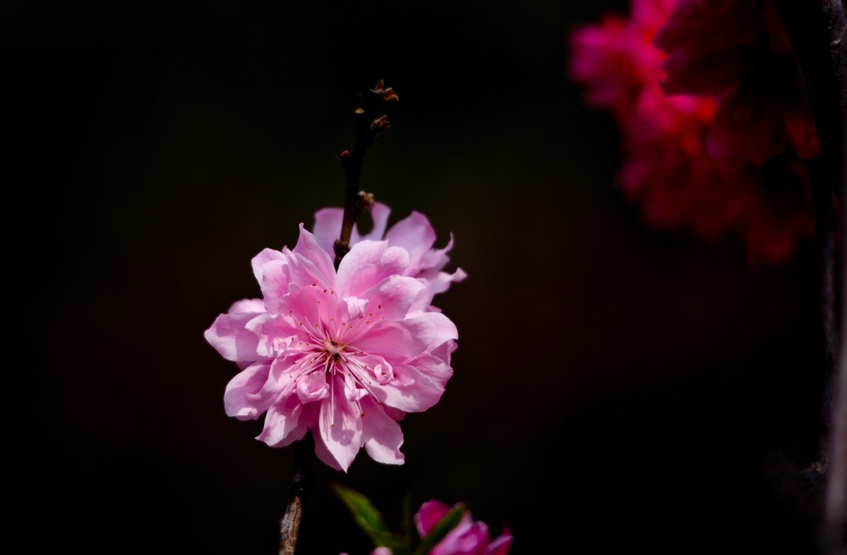 随拍——春花（二）