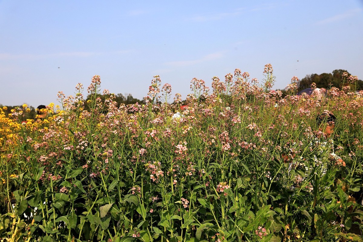 彩色油茶花[隆平水作公园]----5