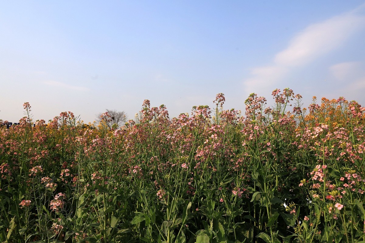 彩色油茶花[隆平水作公园]----5