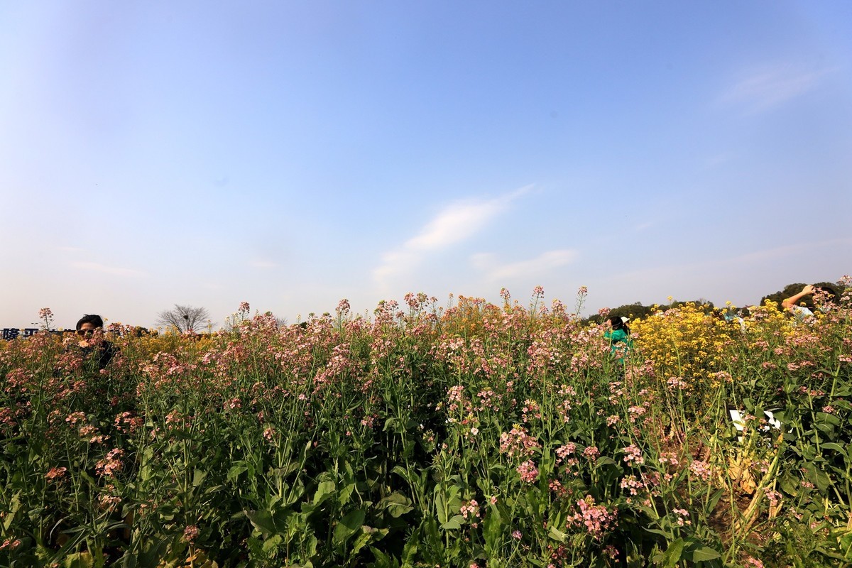 彩色油茶花[隆平水作公园]----5