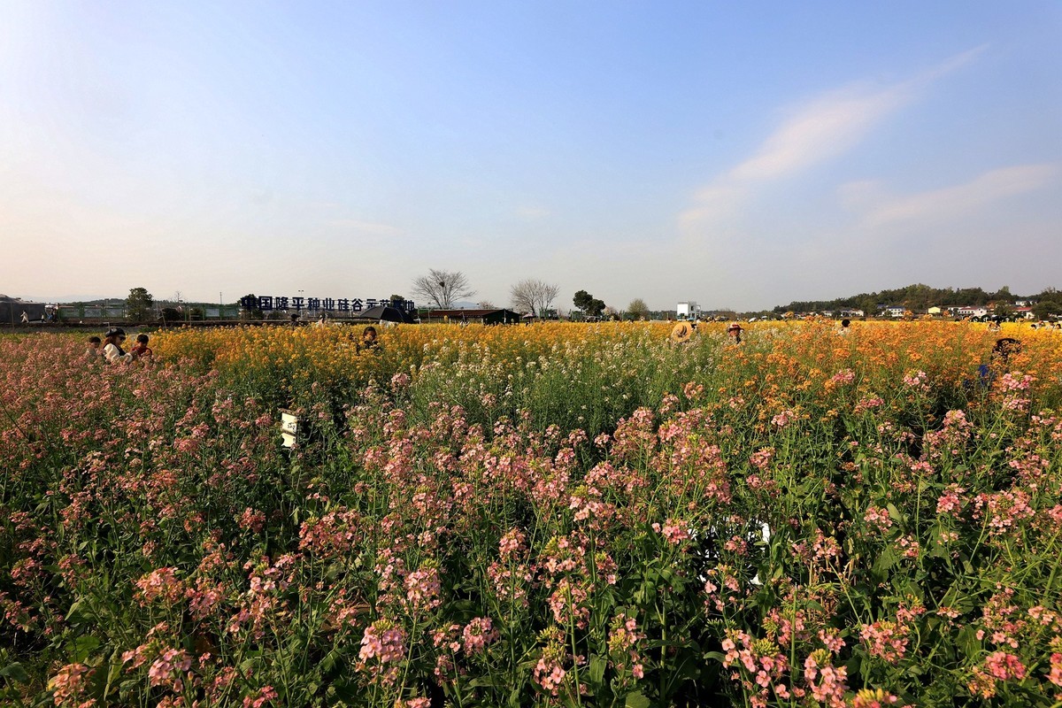 彩色油茶花[隆平水作公园]----5
