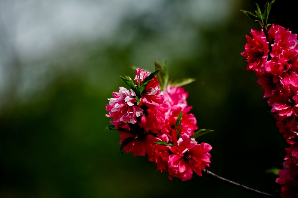 随拍——春花（二）