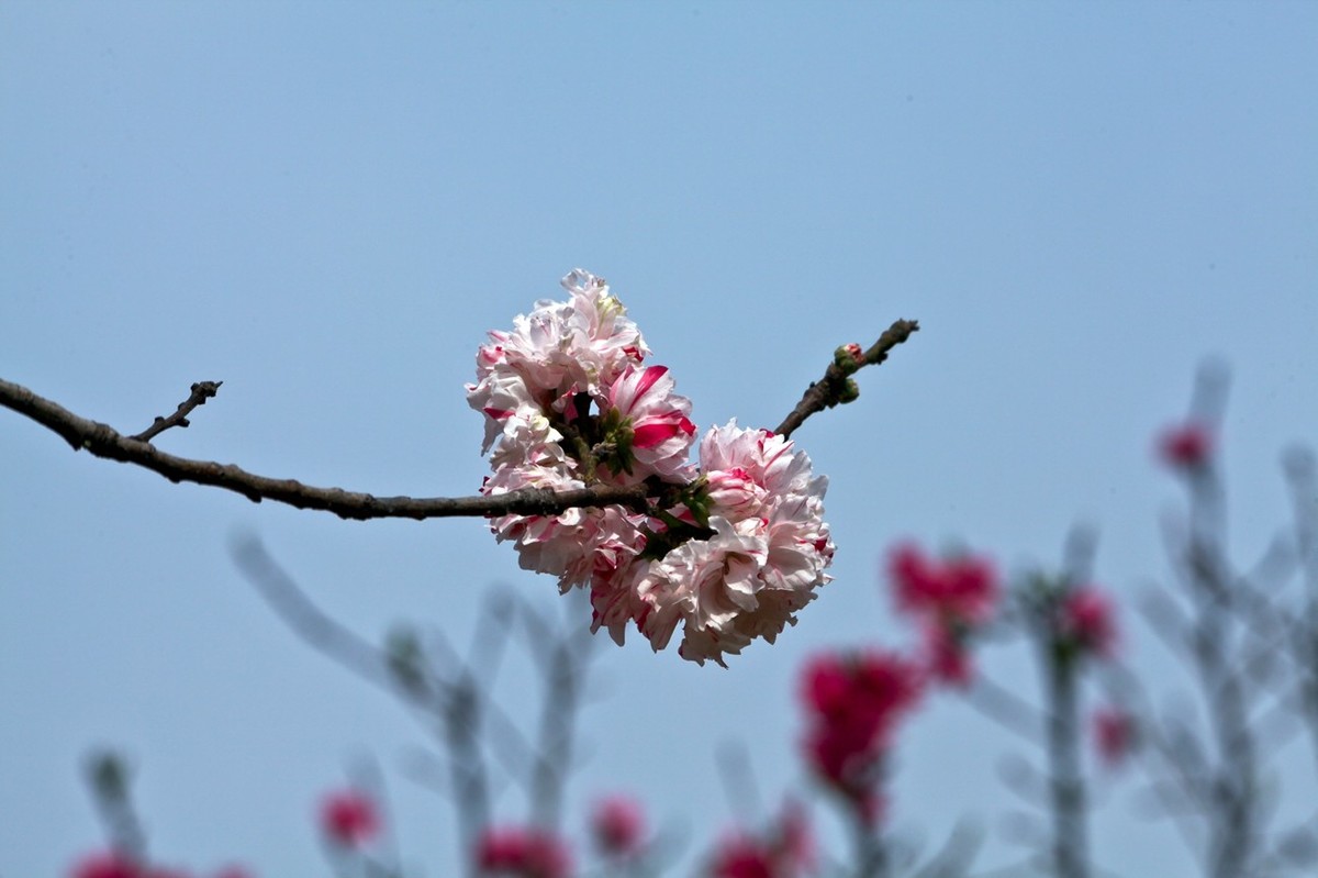 随拍——春花（二）