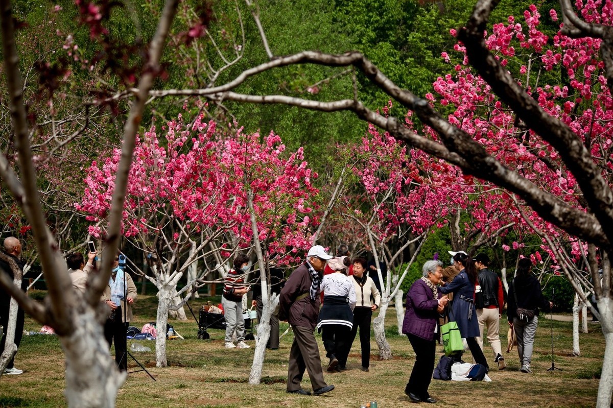 随拍——春花（二）