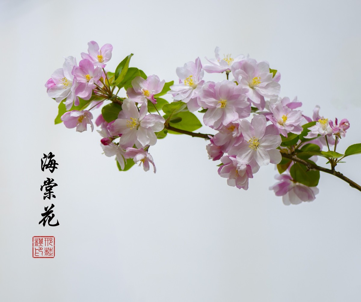西府海棠、北美海棠和贴梗海棠