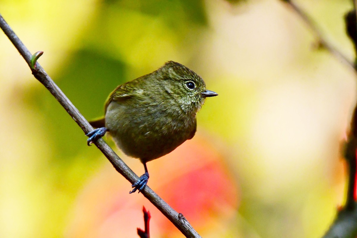 【鸟类摄影】黄眉林鸲