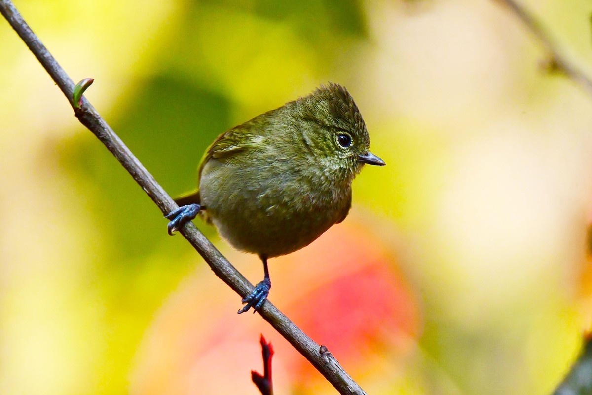 【鸟类摄影】黄眉林鸲
