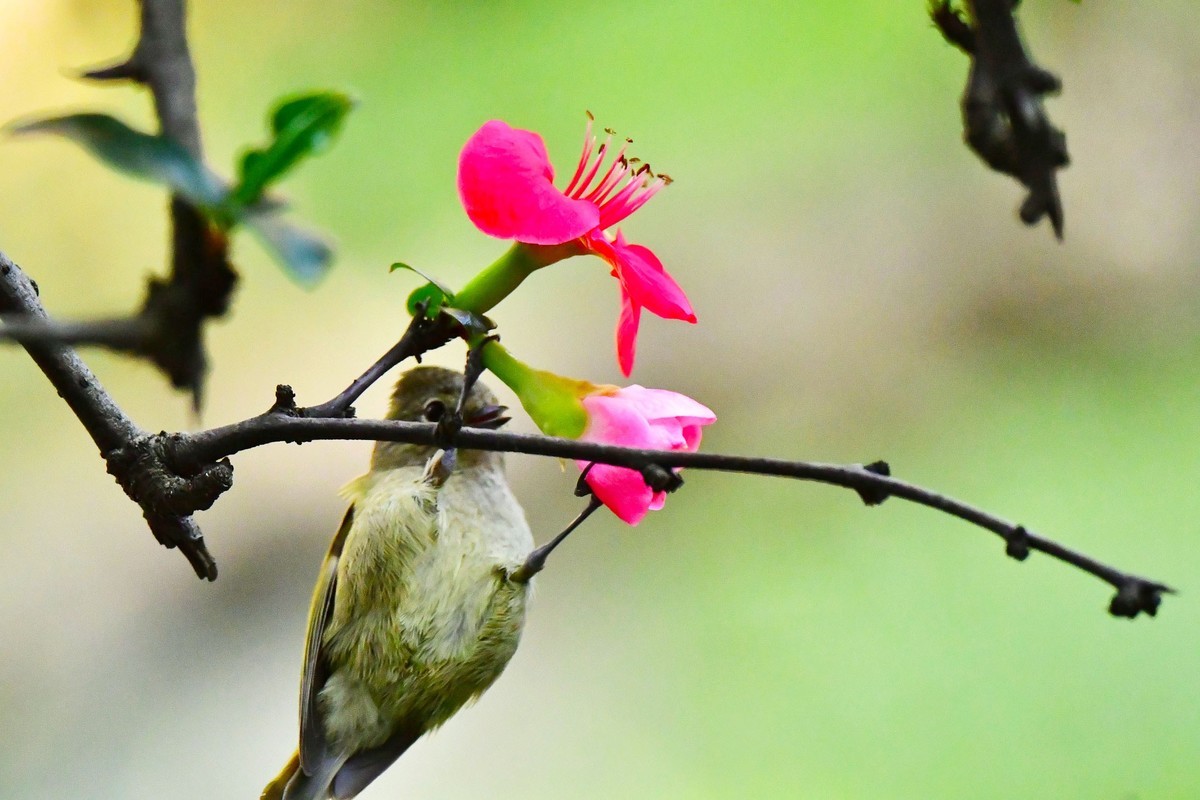 【鸟类摄影】黄眉林鸲
