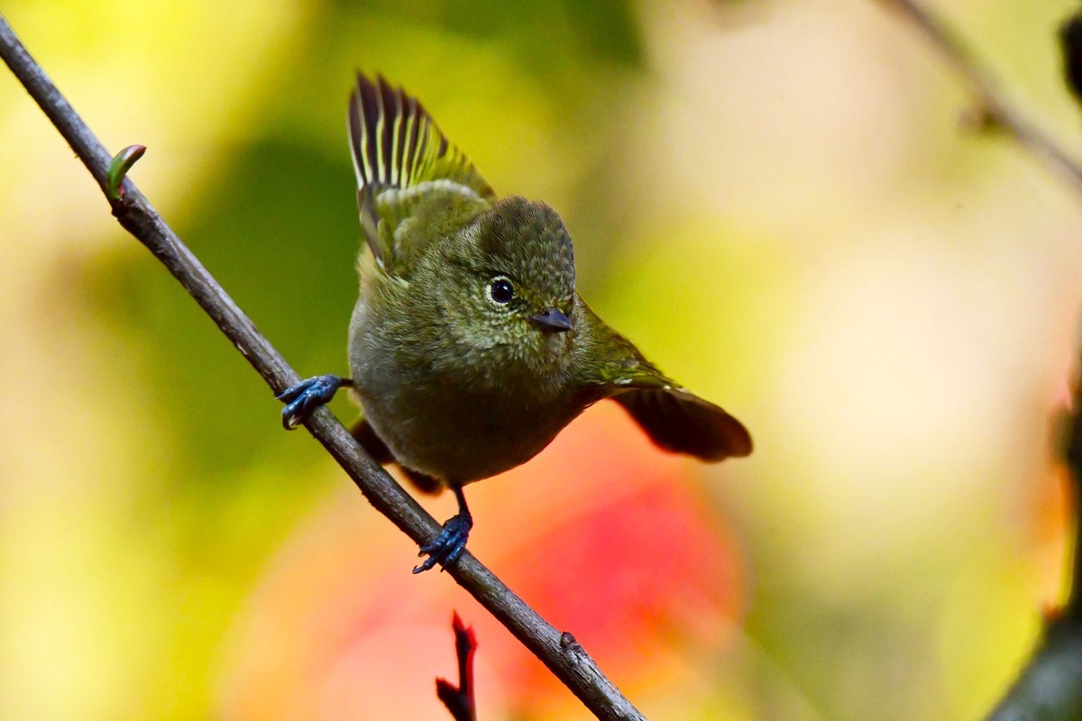 【鸟类摄影】黄眉林鸲