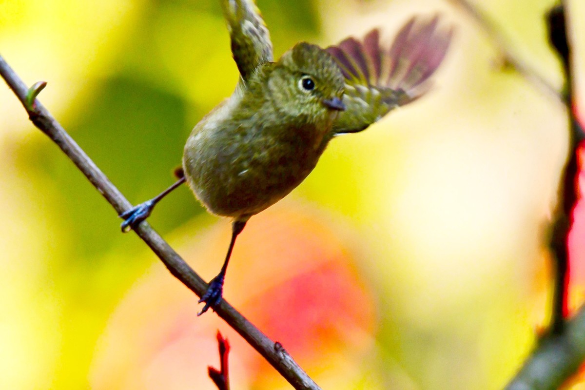 【鸟类摄影】黄眉林鸲