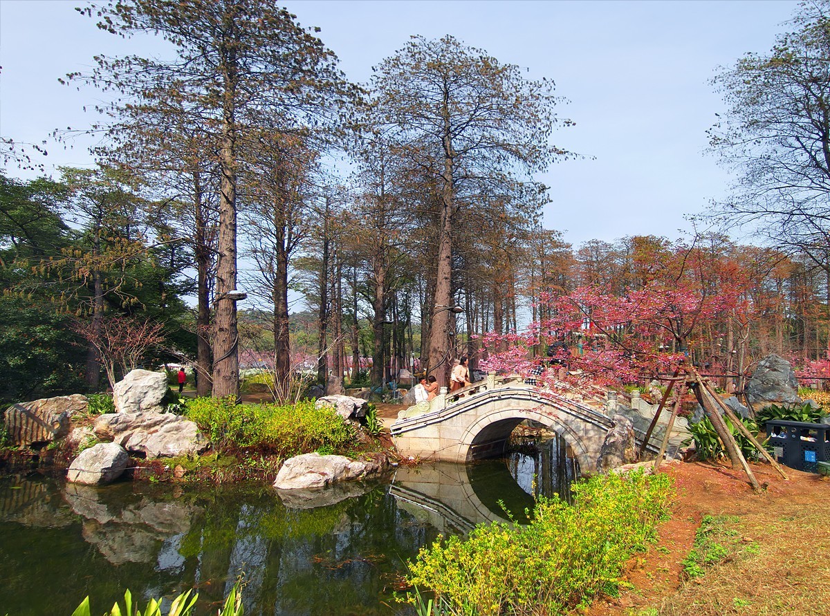 武汉东湖樱花园1