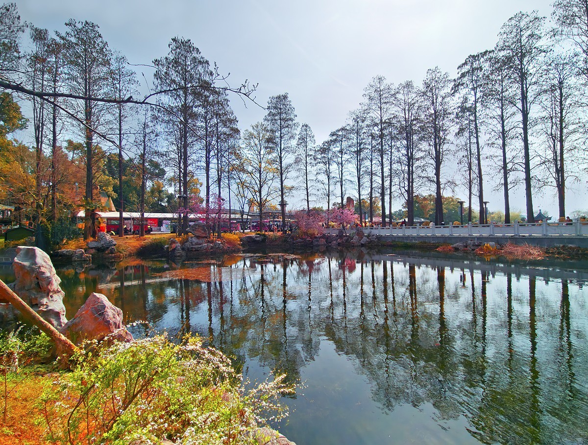 武汉东湖樱花园1