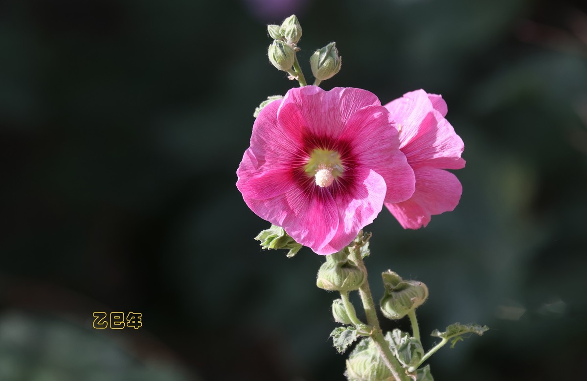 蜀葵花【乙巳年-150】