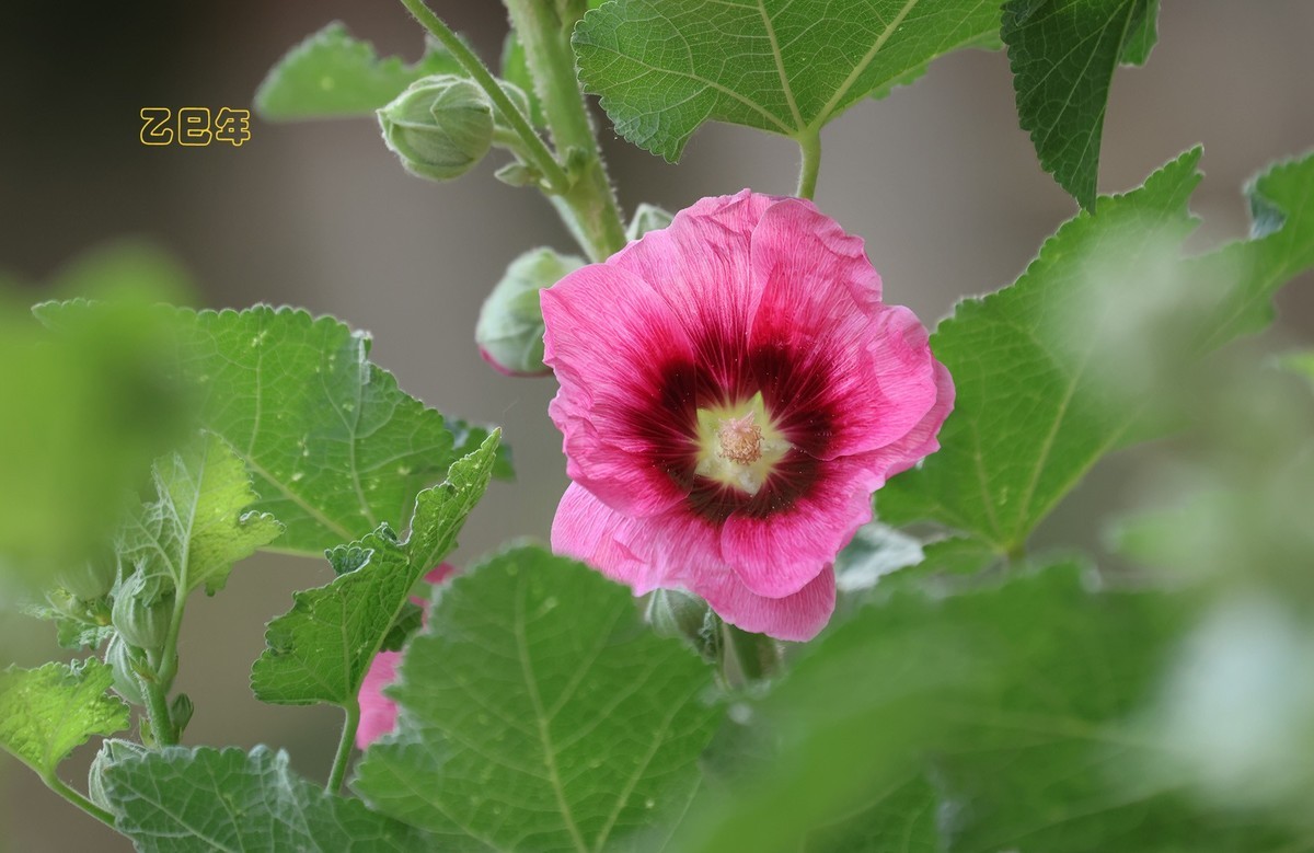 蜀葵花【乙巳年-150】