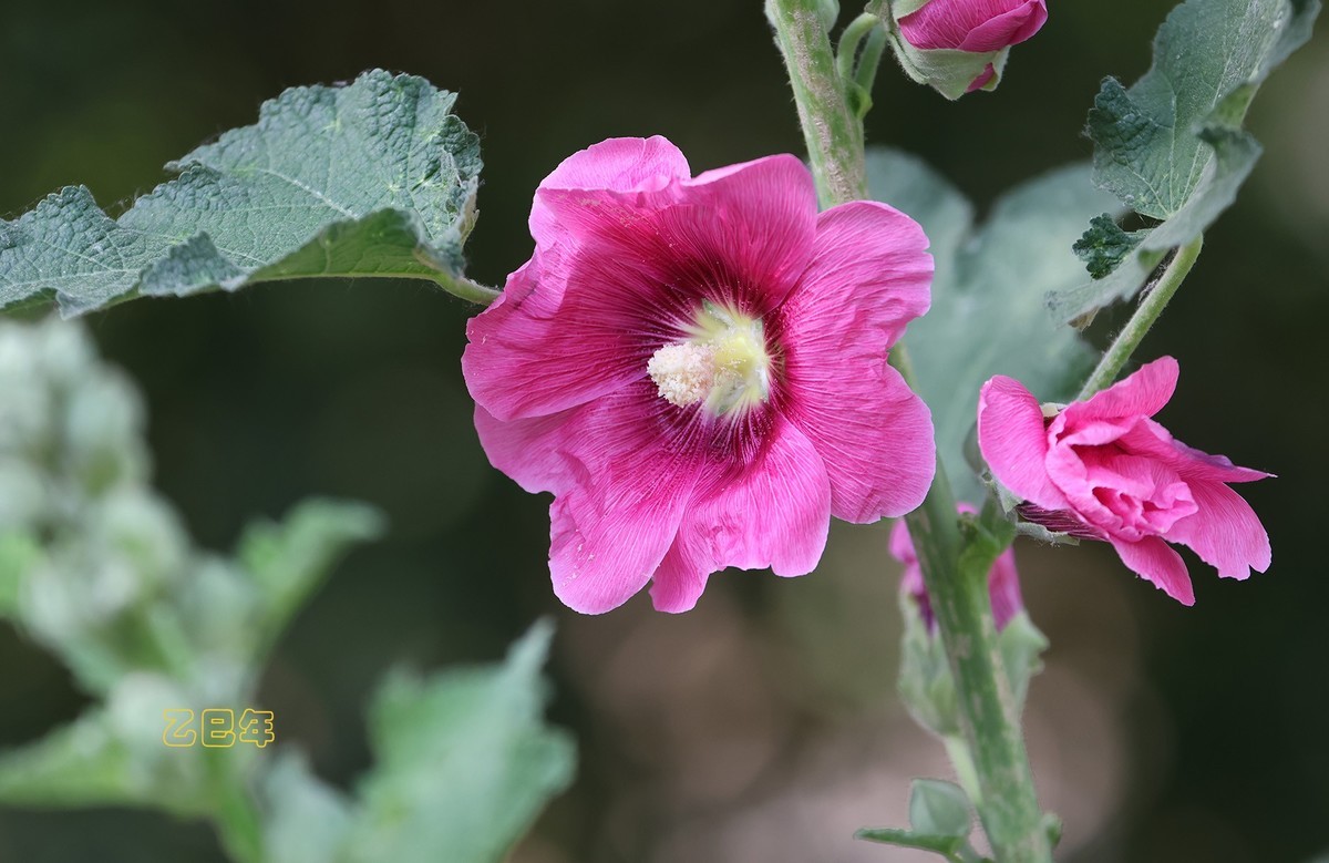 蜀葵花【乙巳年-150】