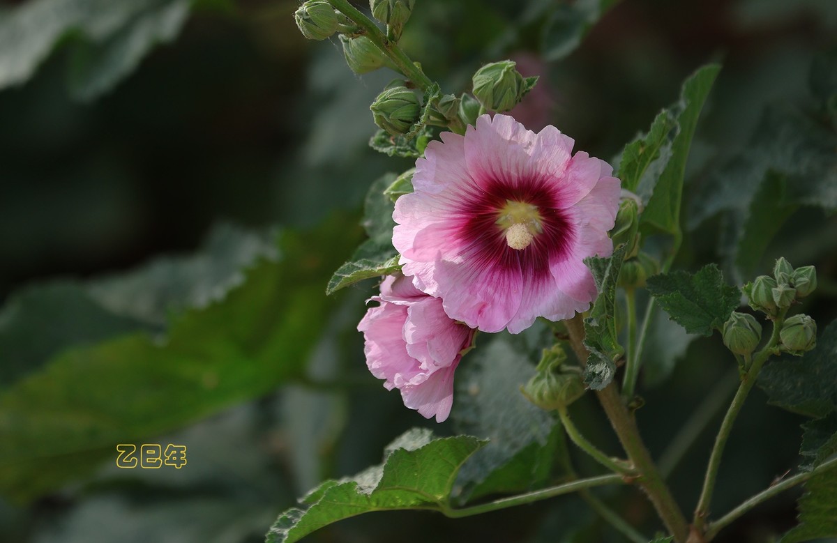 蜀葵花【乙巳年-150】