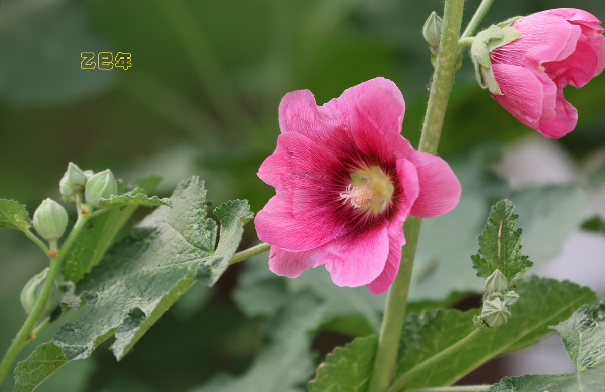 蜀葵花【乙巳年-150】