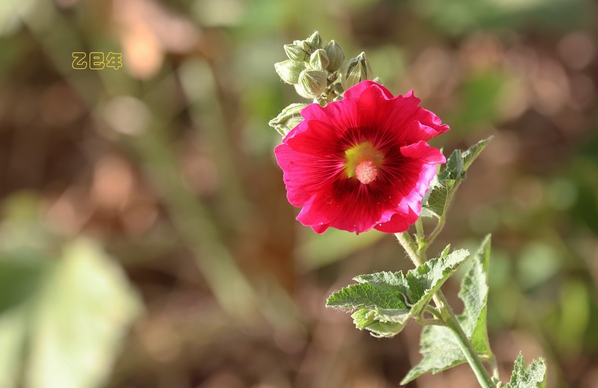 蜀葵花【乙巳年-150】