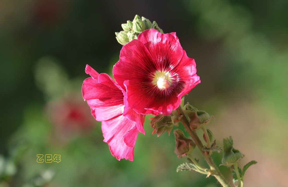 蜀葵花【乙巳年-150】