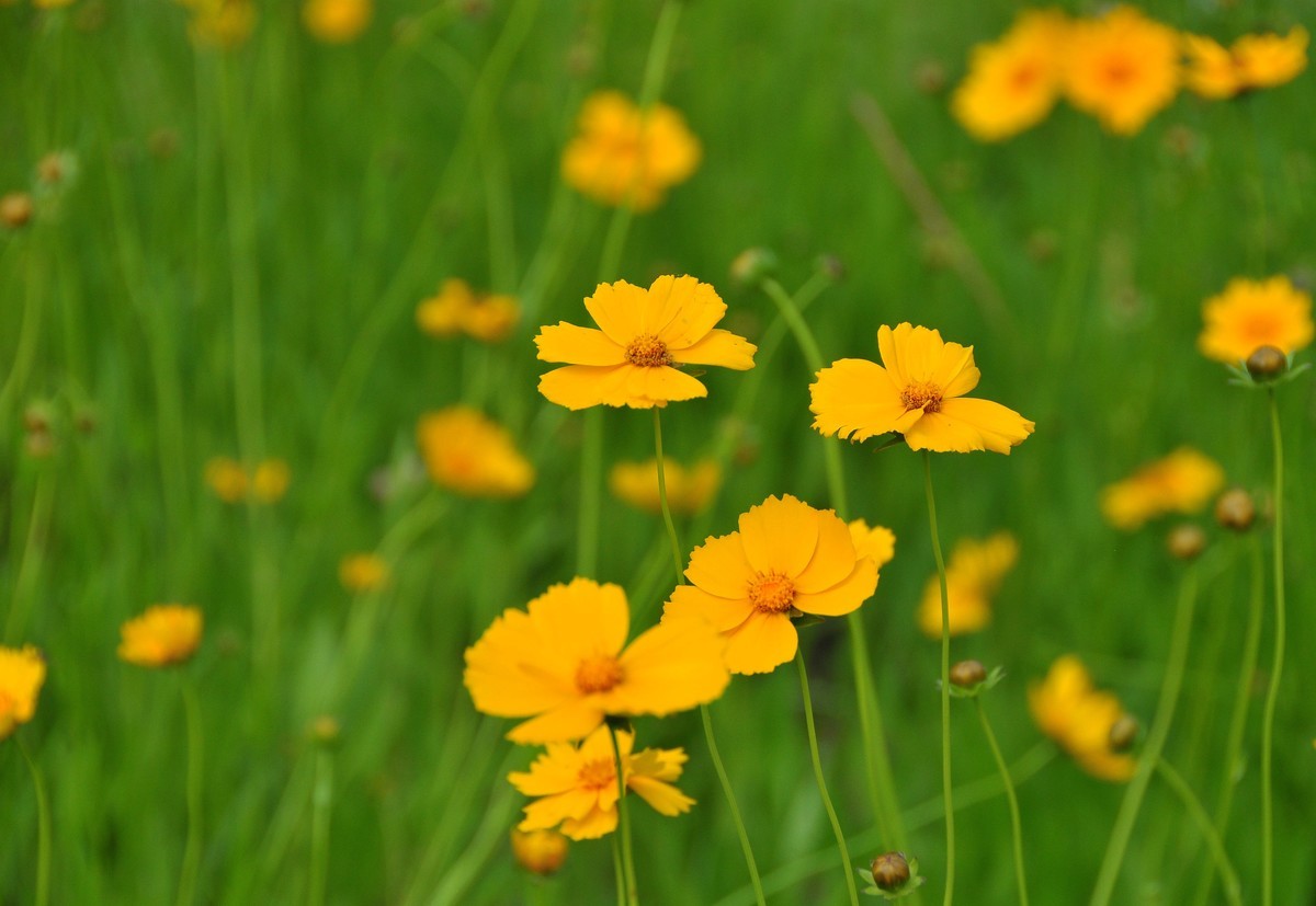 唐山南湖景区的金鸡菊