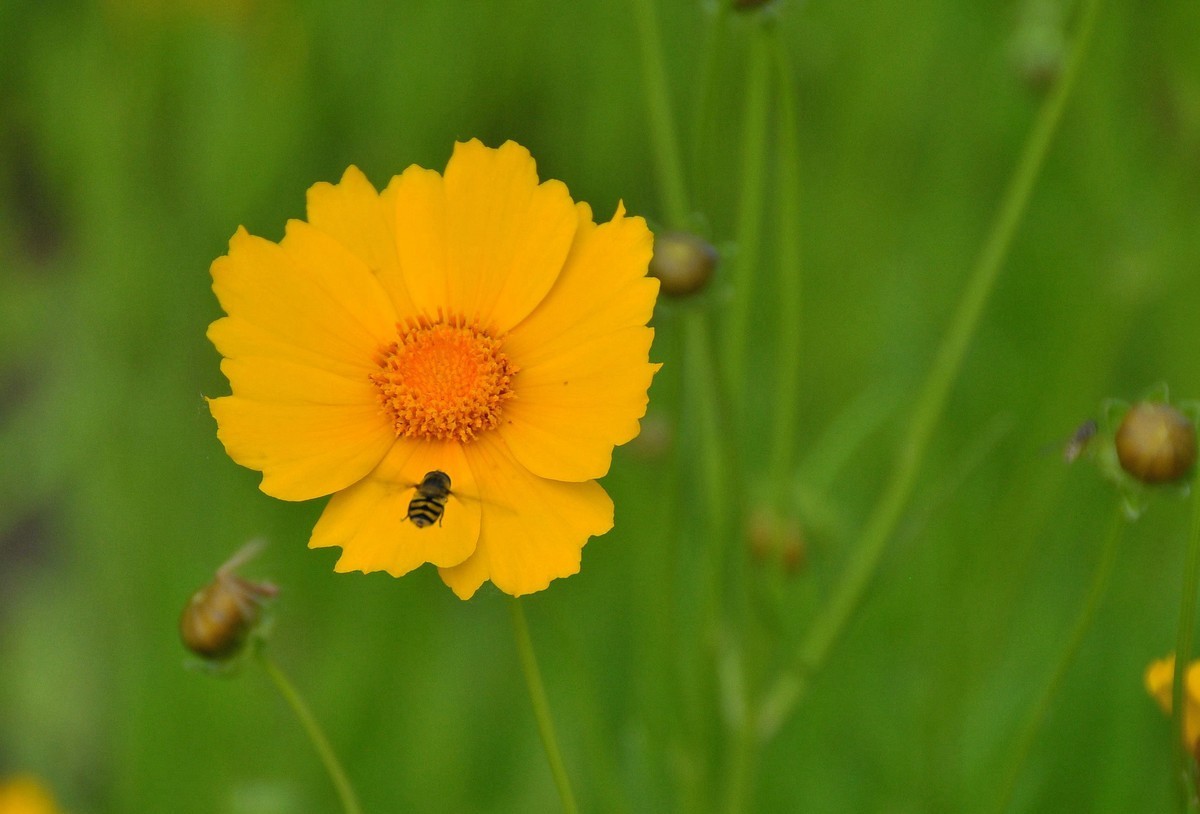 唐山南湖景区的金鸡菊