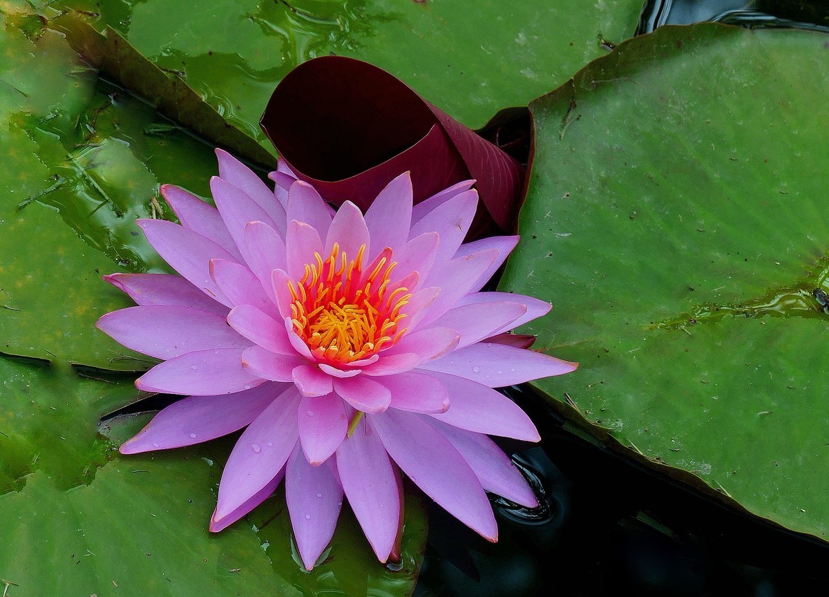 植物园睡莲