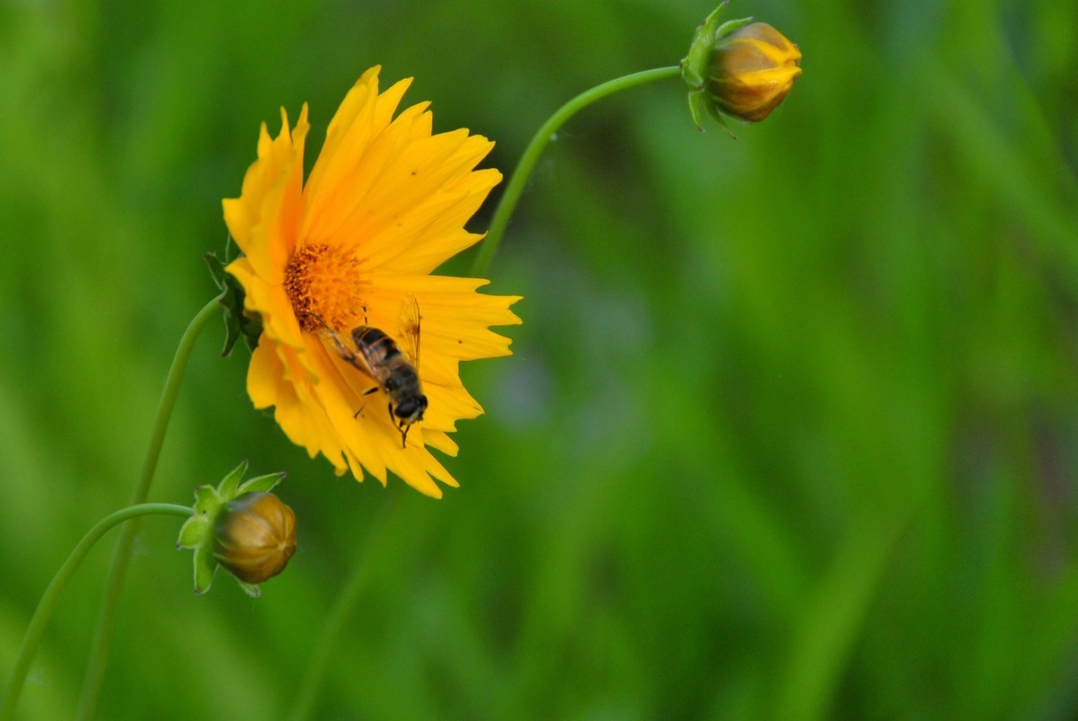 唐山南湖景区的金鸡菊
