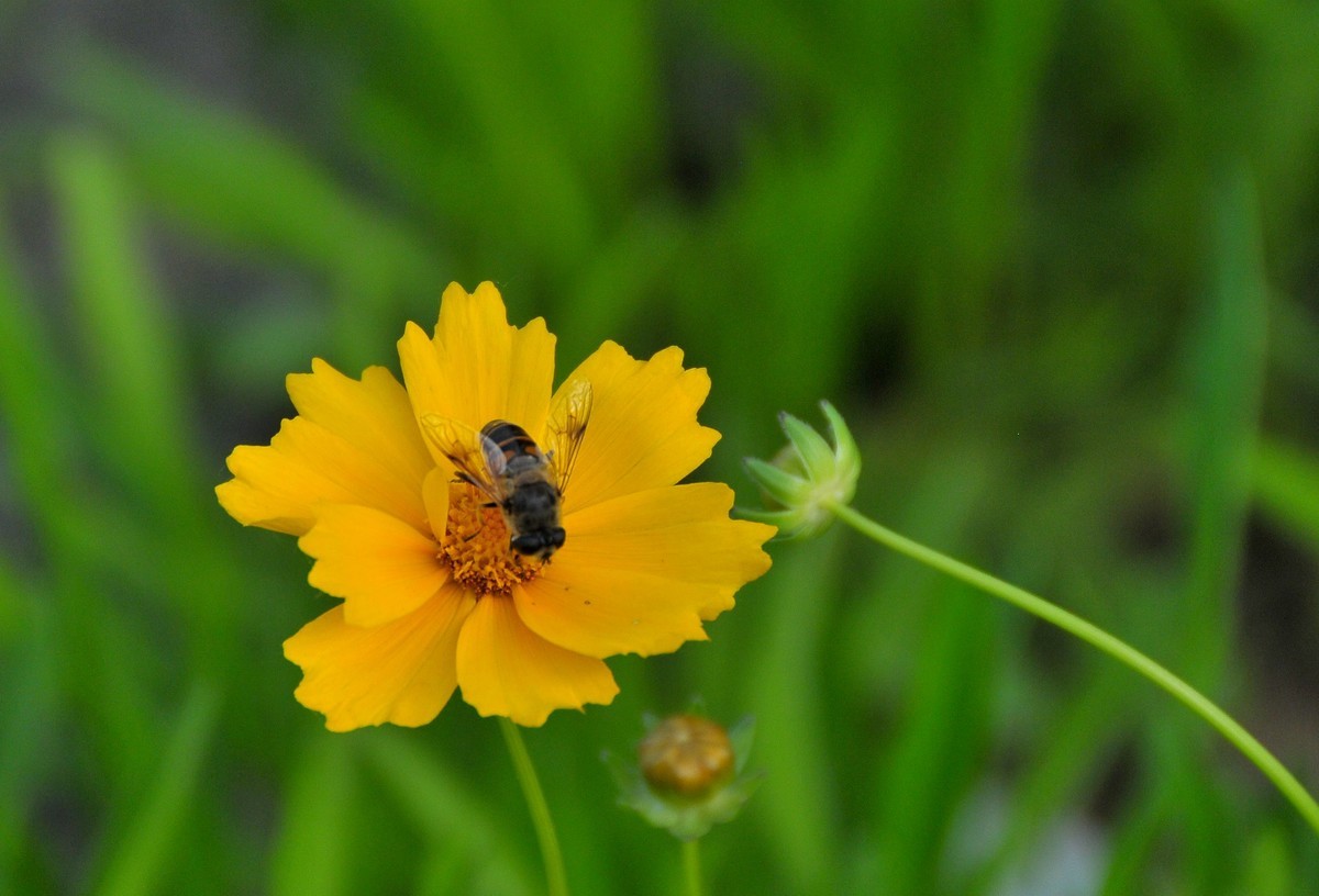 唐山南湖景区的金鸡菊