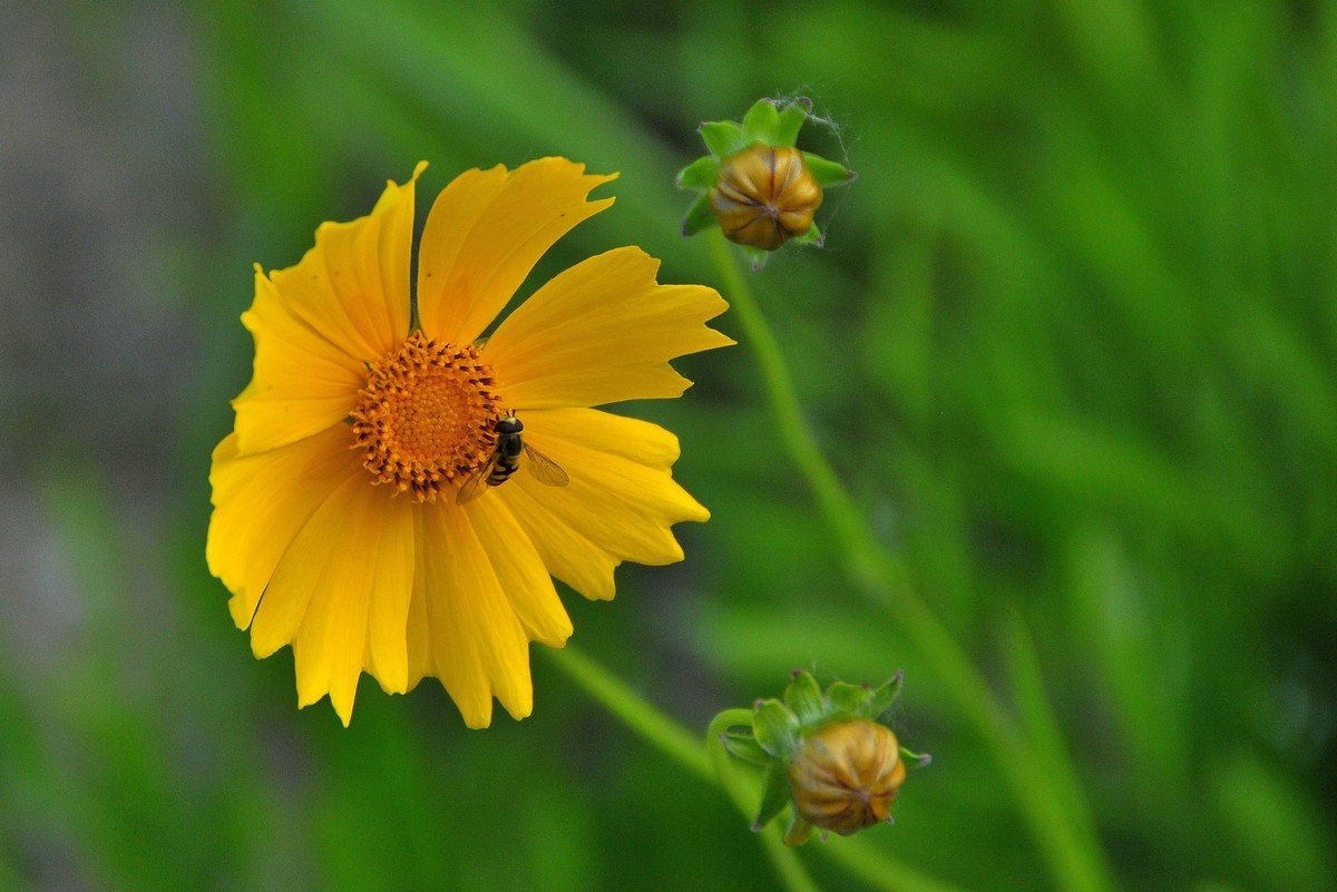 唐山南湖景区的金鸡菊
