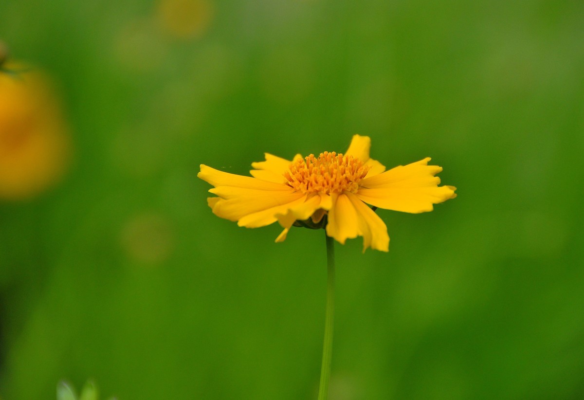 唐山南湖景区的金鸡菊