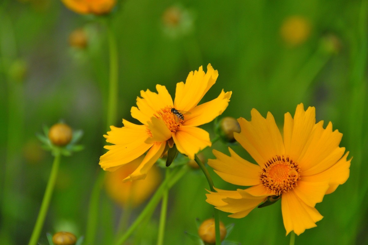 唐山南湖景区的金鸡菊