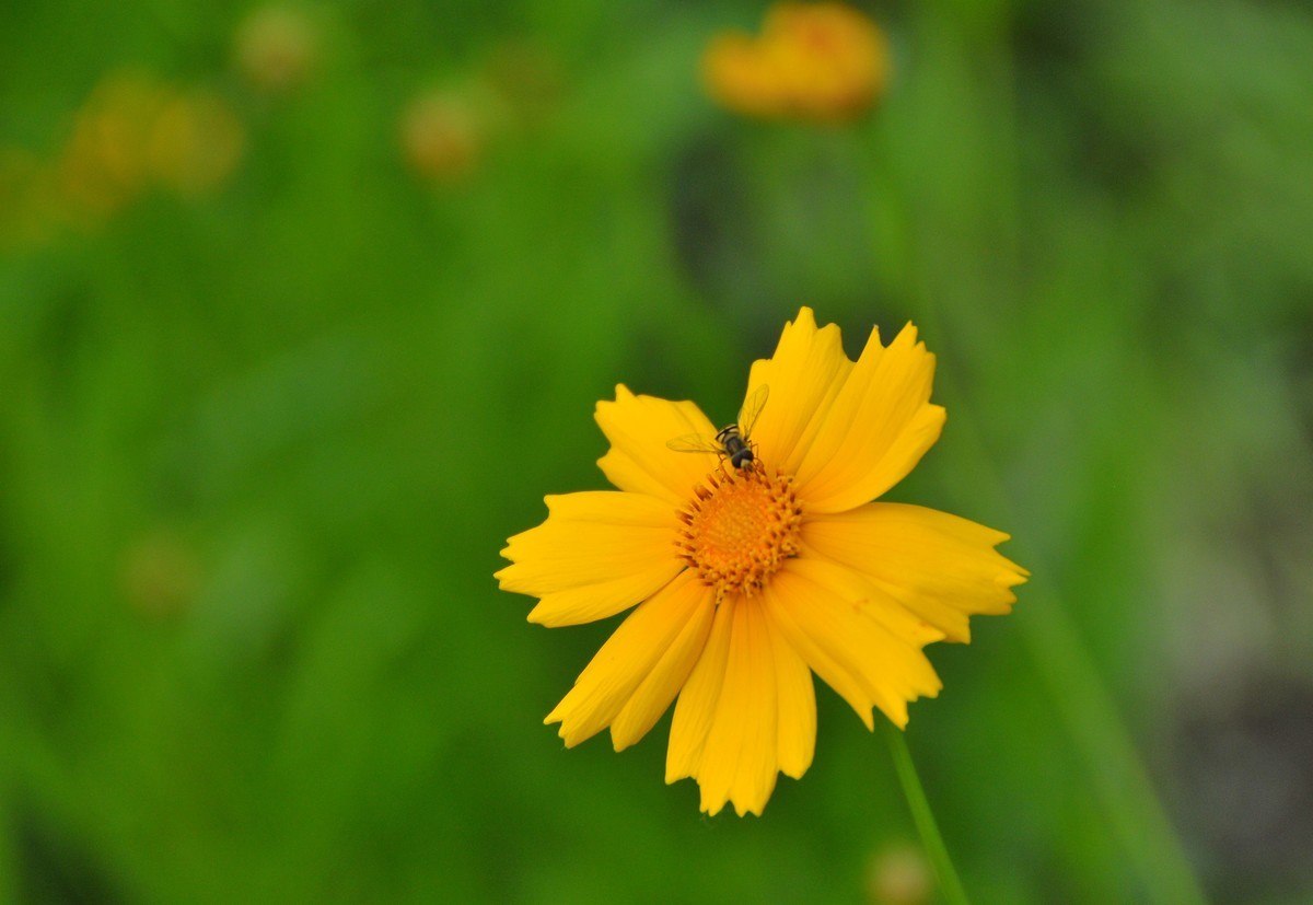 唐山南湖景区的金鸡菊
