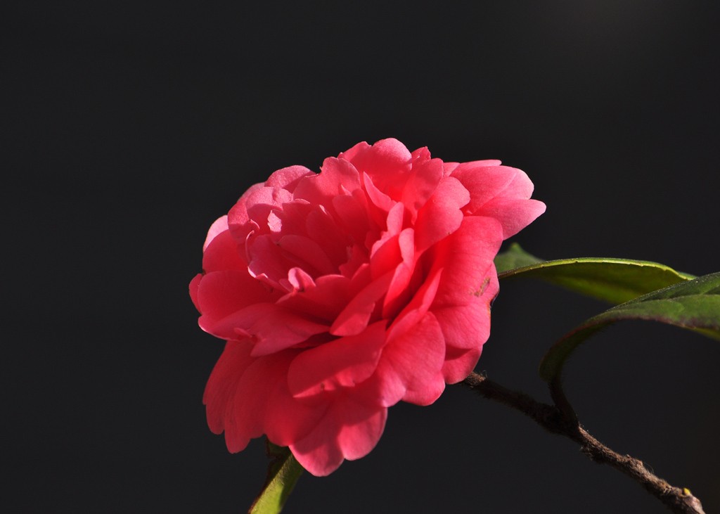 茶花